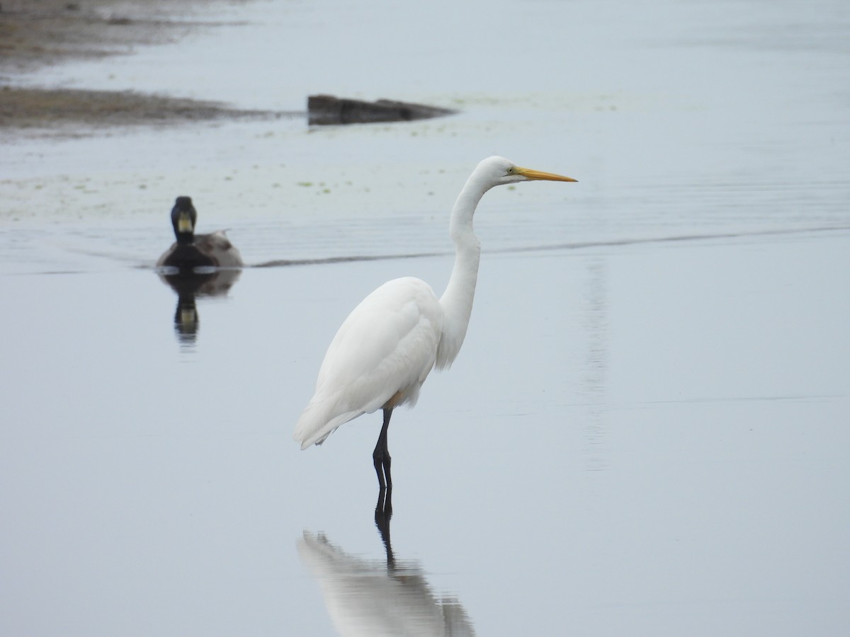 Great Egret - Kimberly Snaric