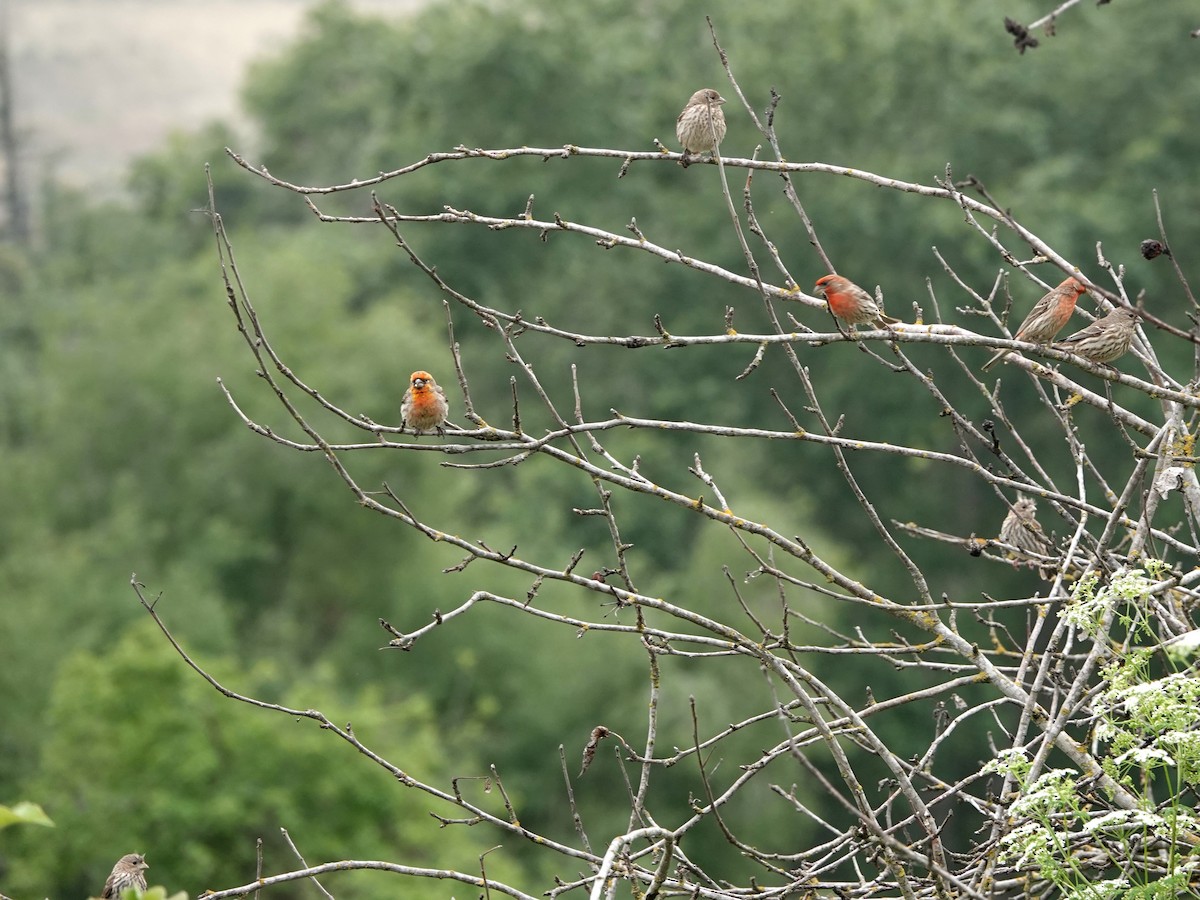 House Finch - Norman Uyeda