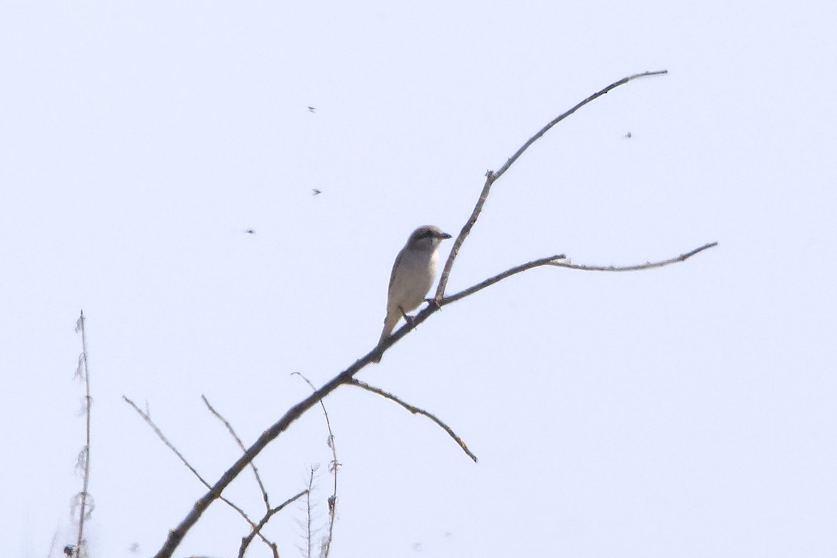 Red-backed Shrike - Elena Popova