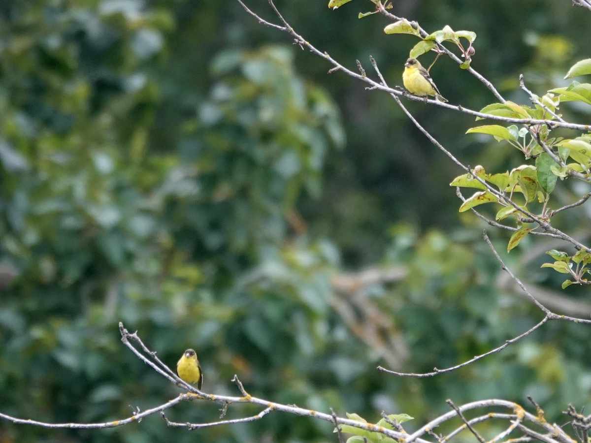 Lesser Goldfinch - Norman Uyeda