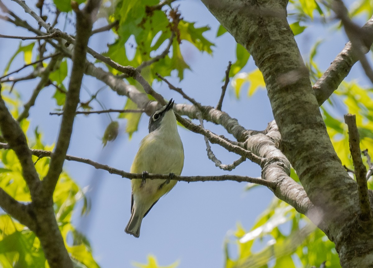 Vireo Solitario - ML619404382