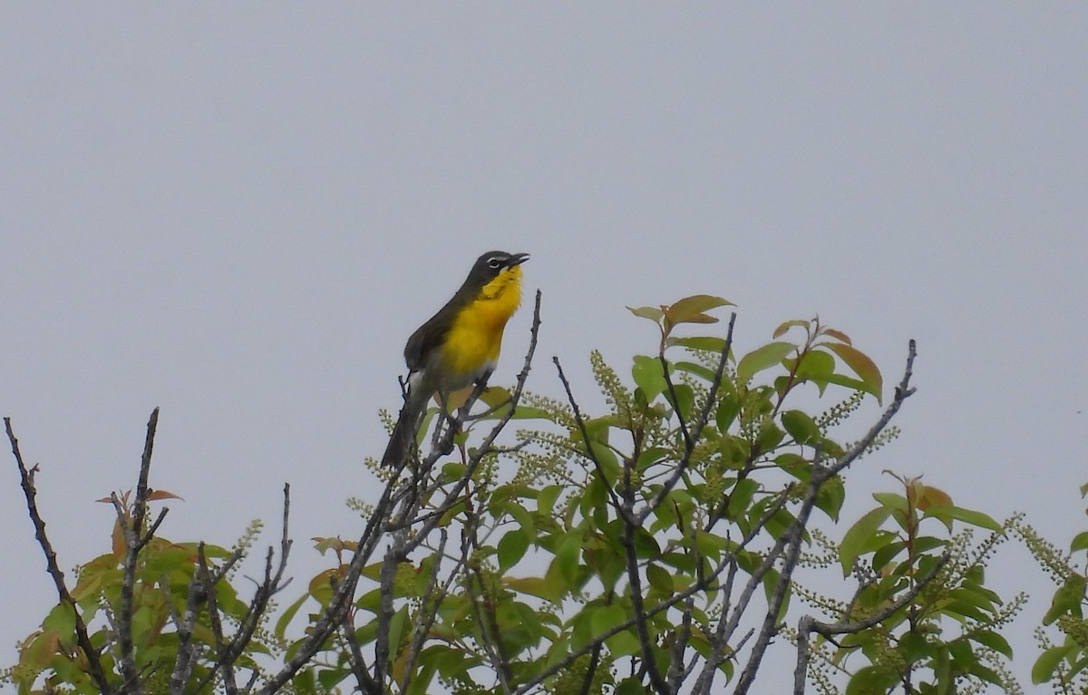 Yellow-breasted Chat - Kimberly Snaric