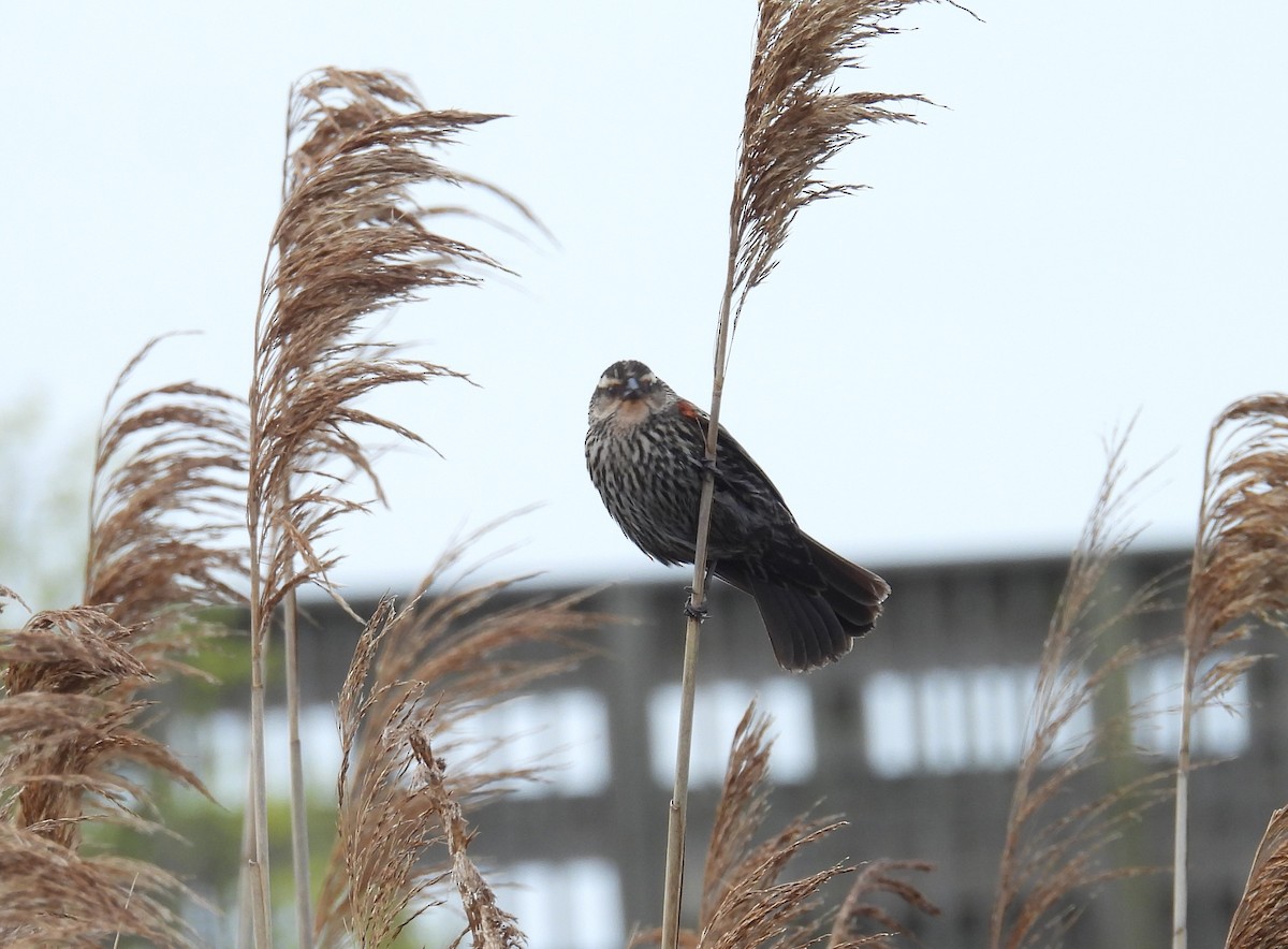 Red-winged Blackbird (Red-winged) - Kimberly Snaric