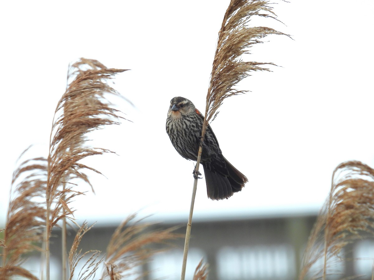 Red-winged Blackbird (Red-winged) - Kimberly Snaric