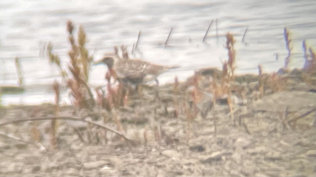 灰斑鴴 - ML619404404