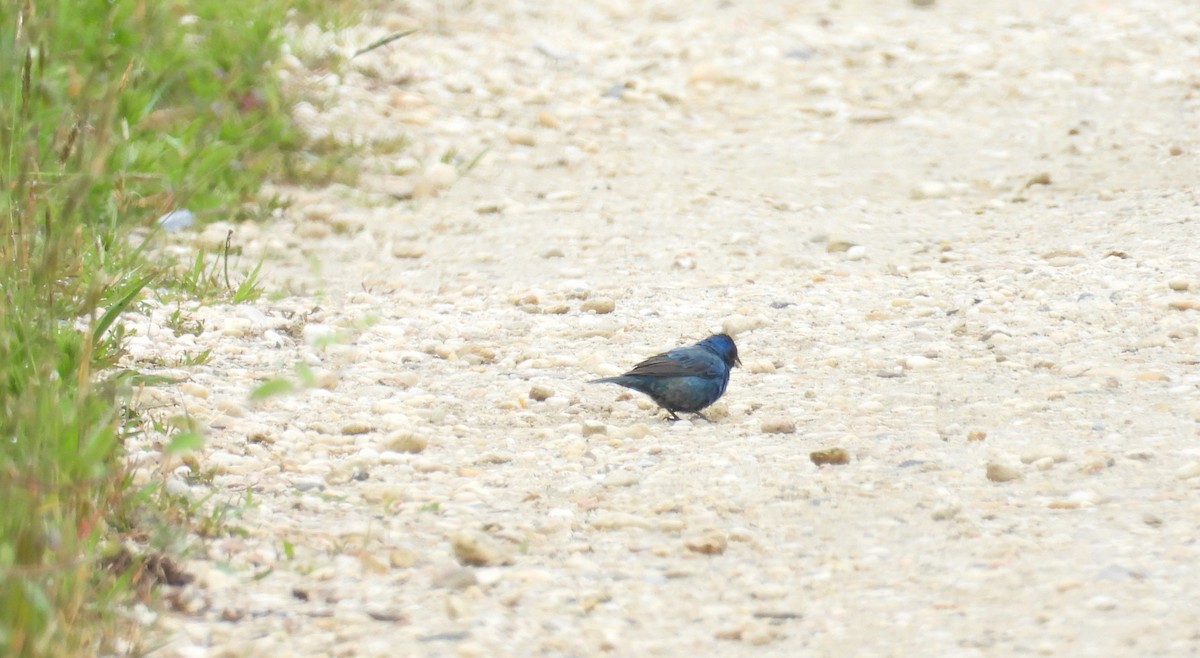 Indigo Bunting - Kimberly Snaric