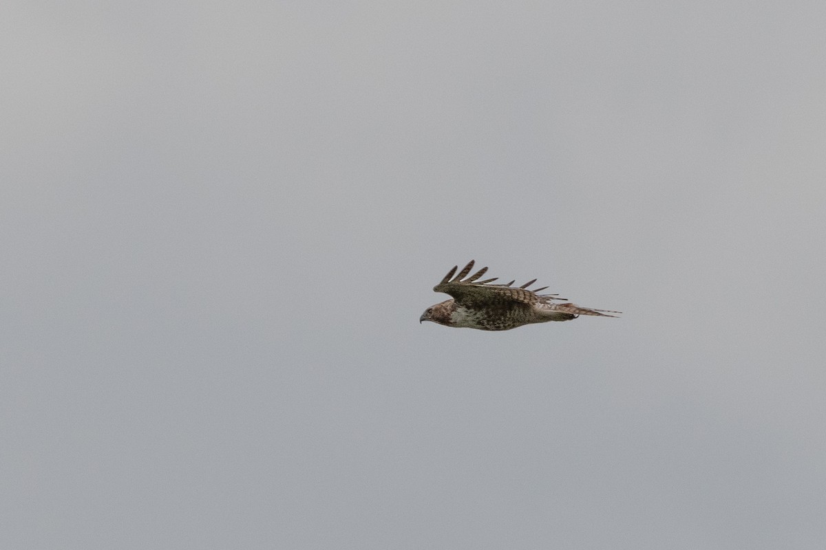 Red-tailed Hawk - Isaac Boardman