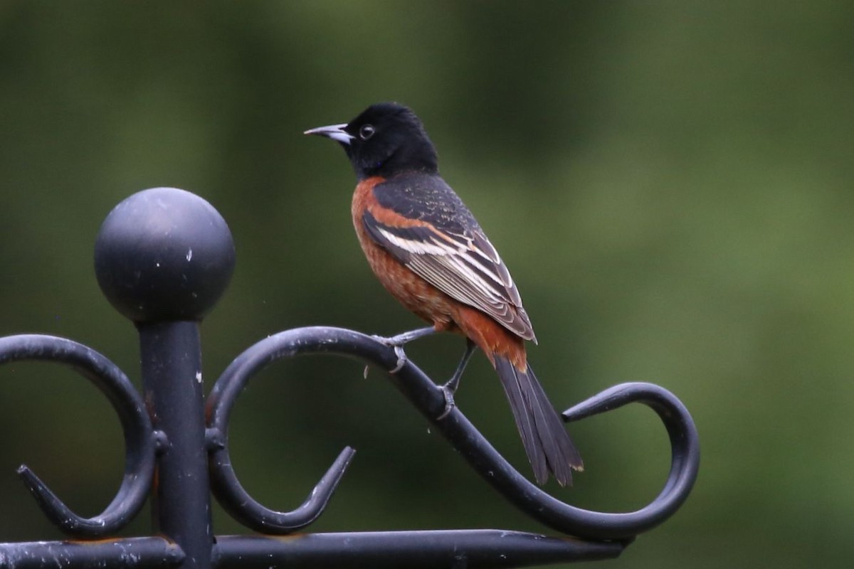 Orchard Oriole - Greg Page