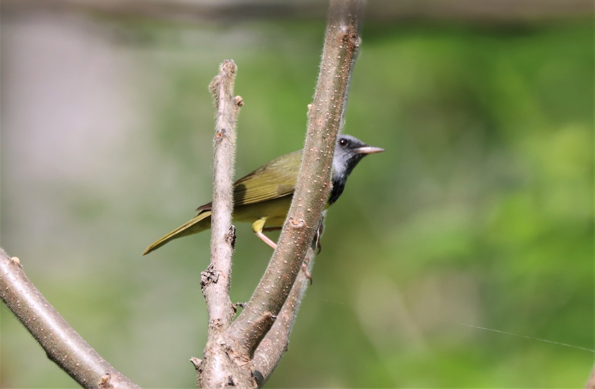 Mourning Warbler - Daniel Laforce