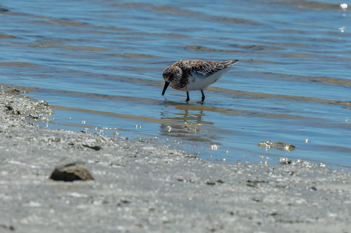 Sanderling - lucien ABAH