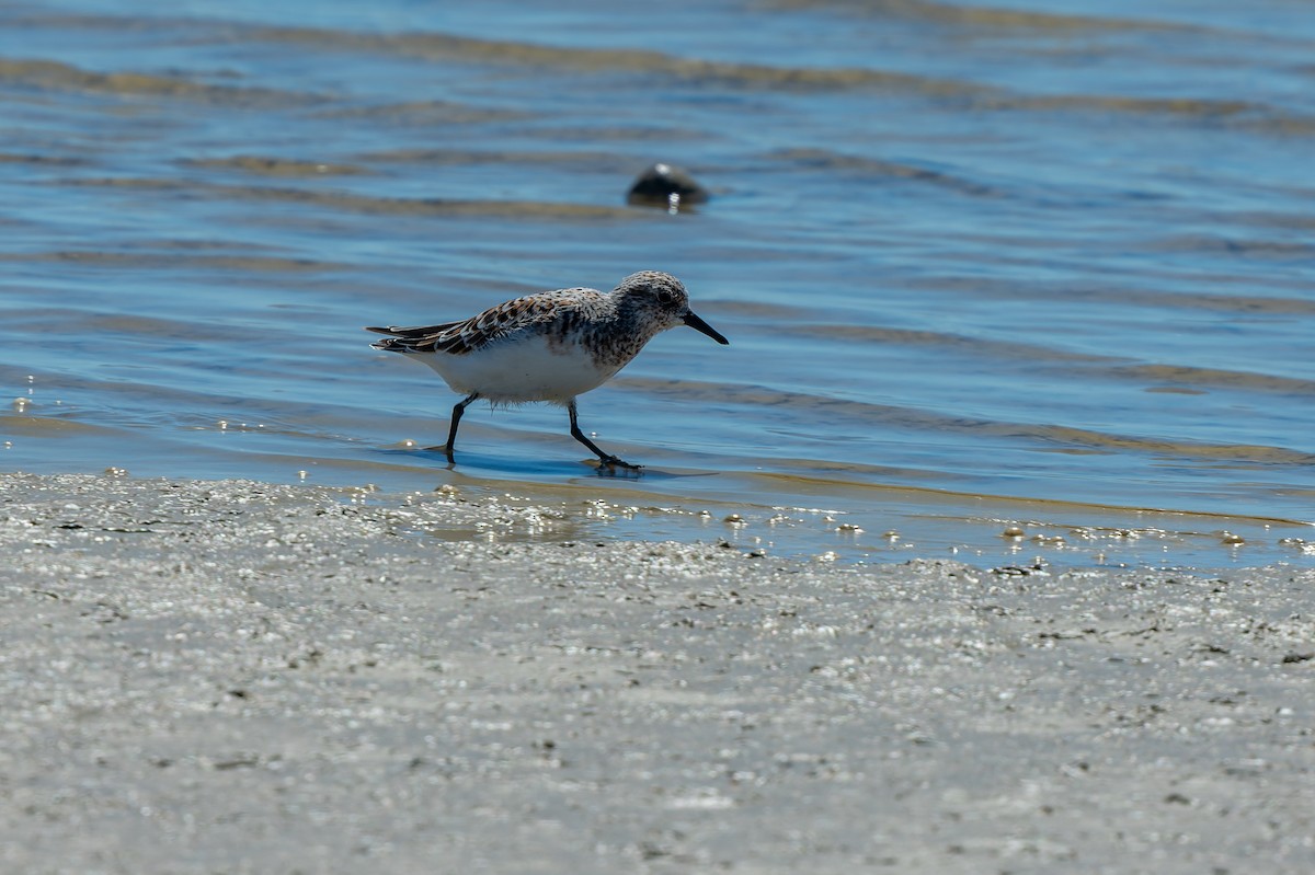 Sanderling - lucien ABAH