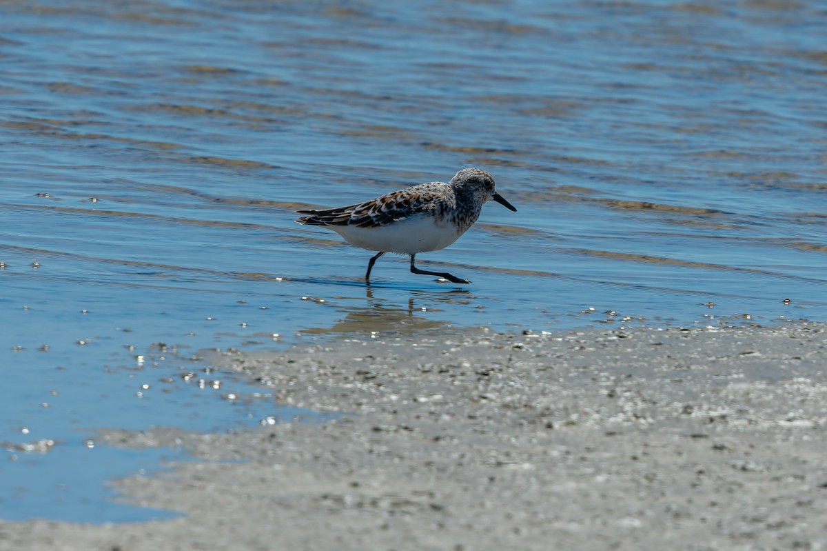 Sanderling - lucien ABAH