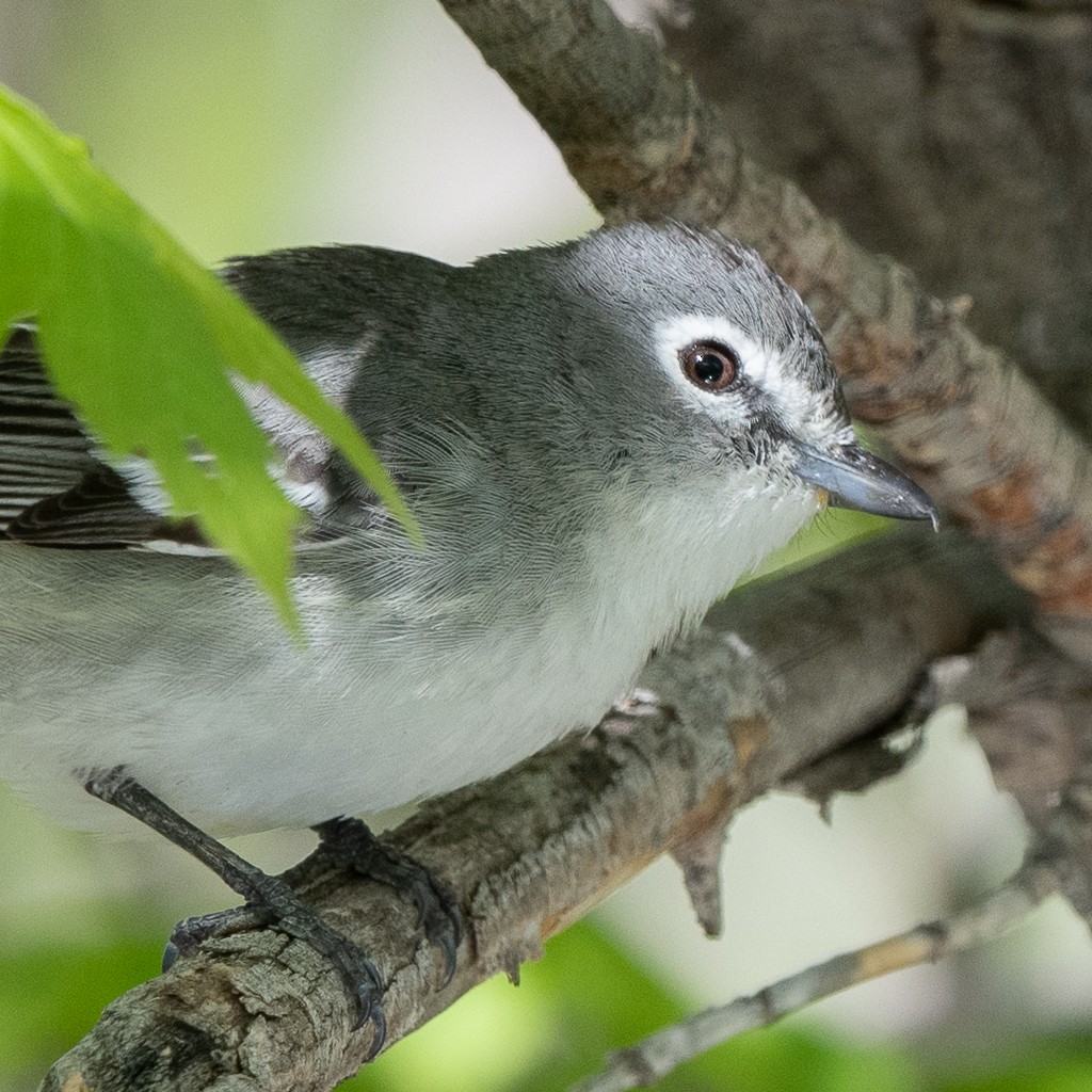 Plumbeous Vireo - Kevin Rutherford