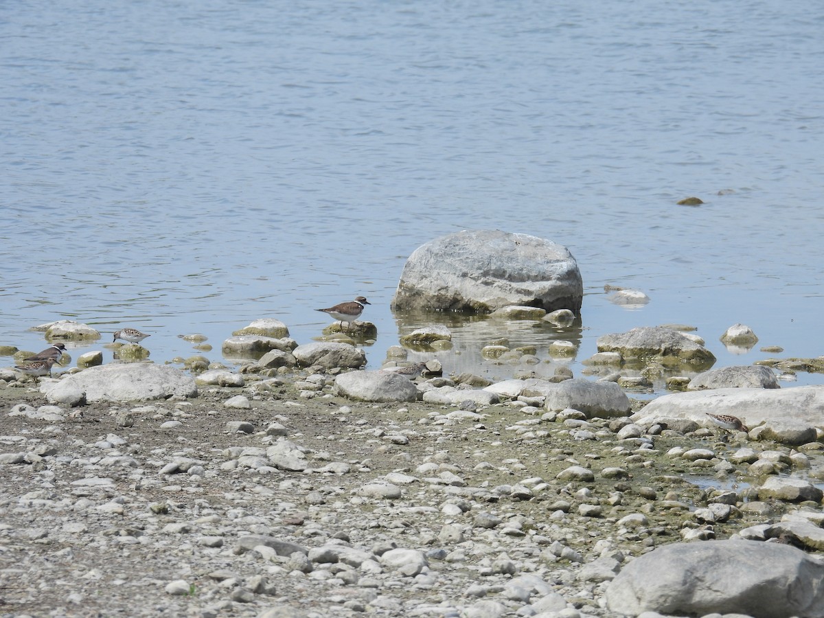 Semipalmated Sandpiper - Hin Ki  & Queenie  Pong