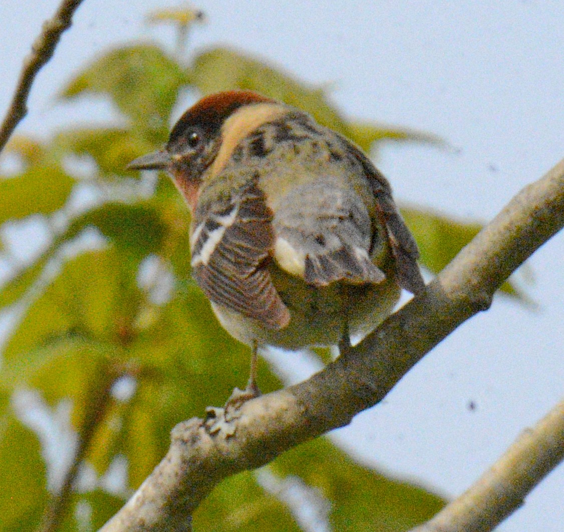 Bay-breasted Warbler - Michael J Good