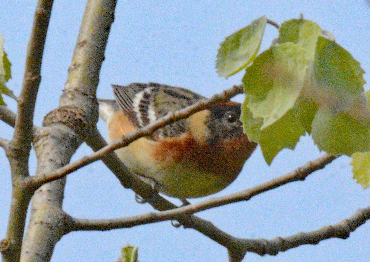 Bay-breasted Warbler - Michael J Good