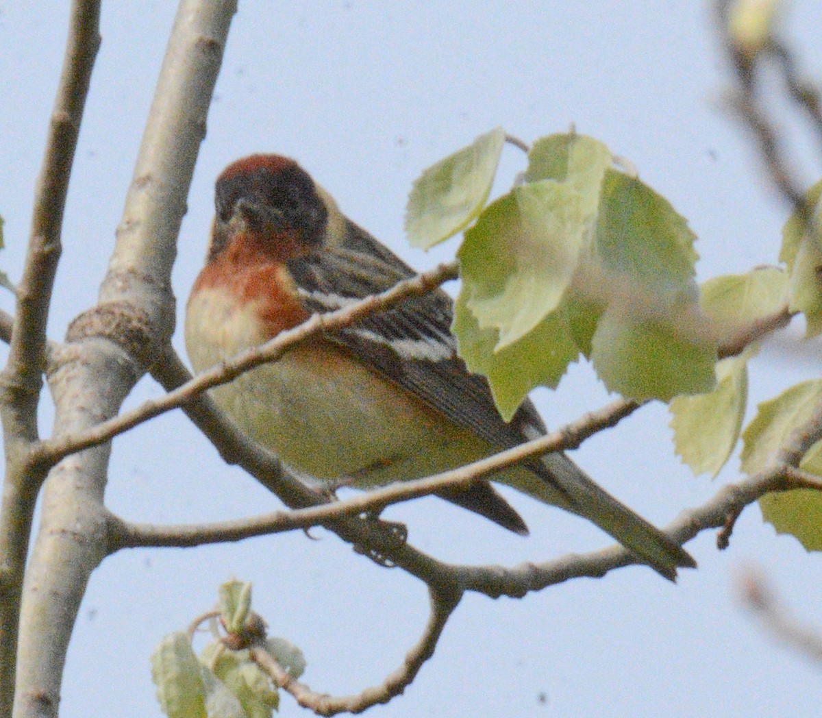 Bay-breasted Warbler - Michael J Good