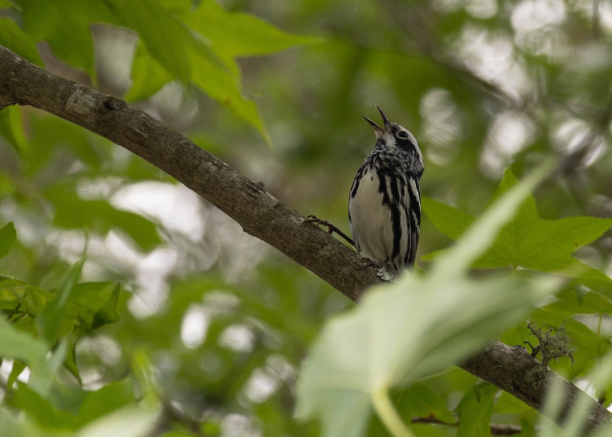 Black-and-white Warbler - Dana Miller