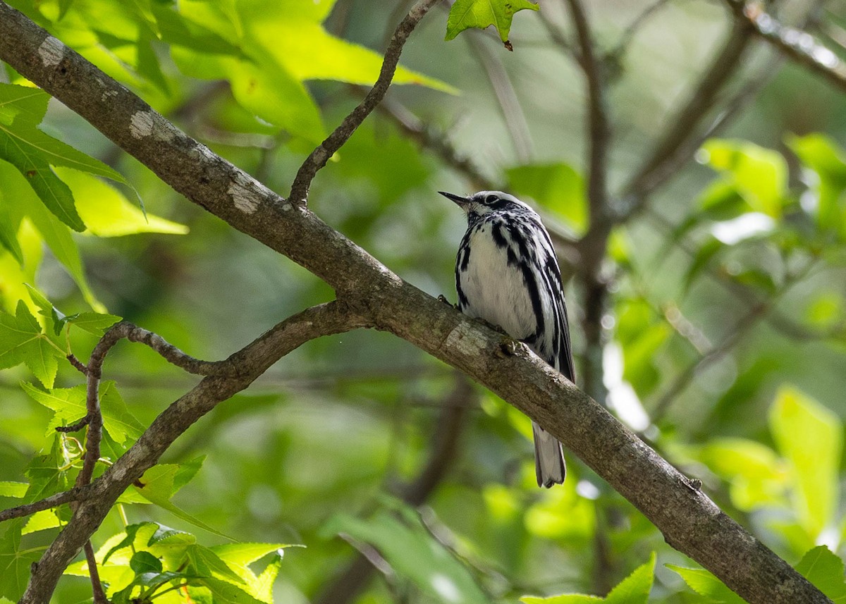 Black-and-white Warbler - Dana Miller