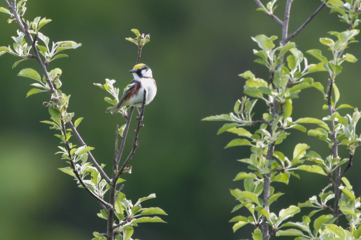 Chestnut-sided Warbler - Catherine Holland