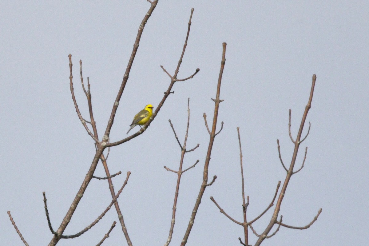 Golden-winged x Blue-winged Warbler (hybrid) - Catherine Holland