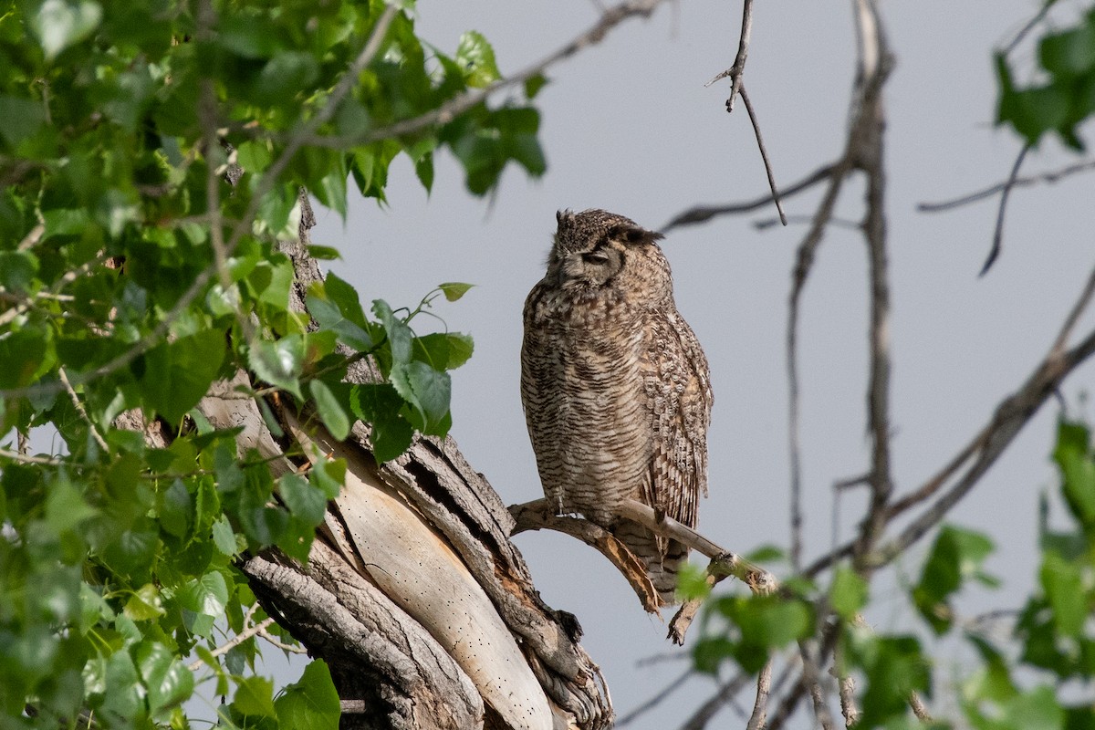 Great Horned Owl - Isaac Boardman