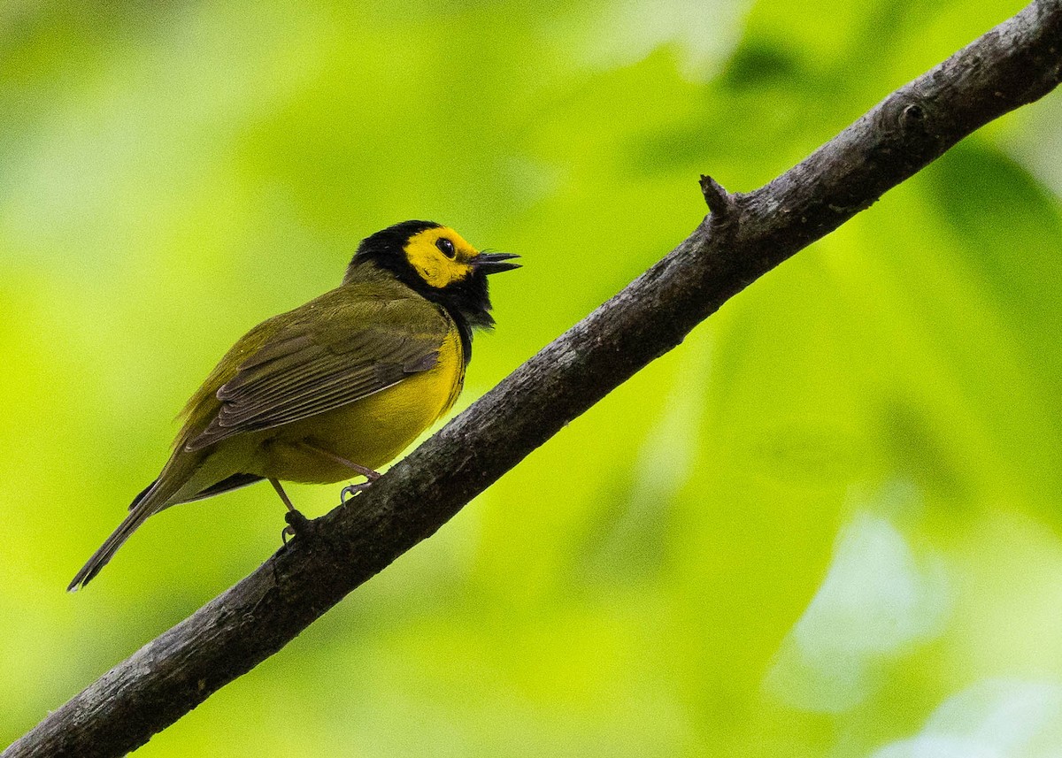 Hooded Warbler - Dana Miller