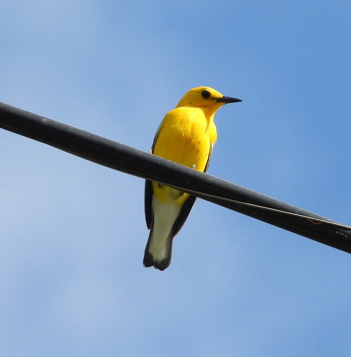 Prothonotary Warbler - ML619404500