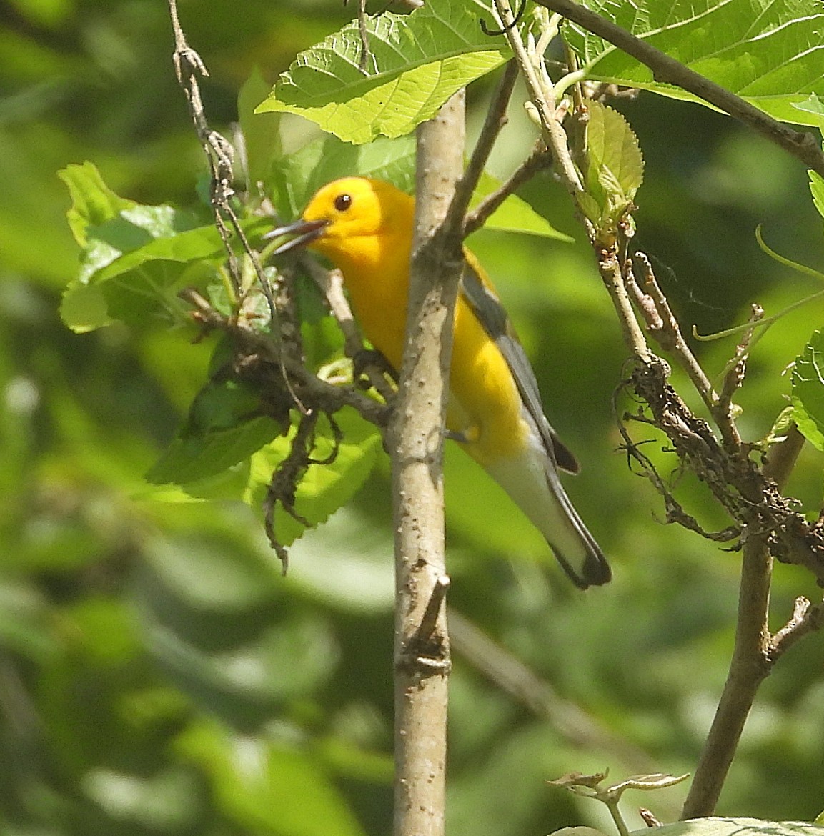 Prothonotary Warbler - ML619404501