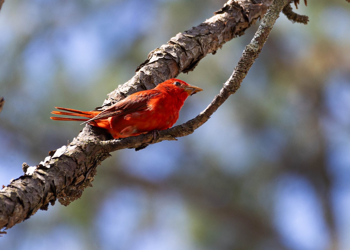 Summer Tanager - ML619404506