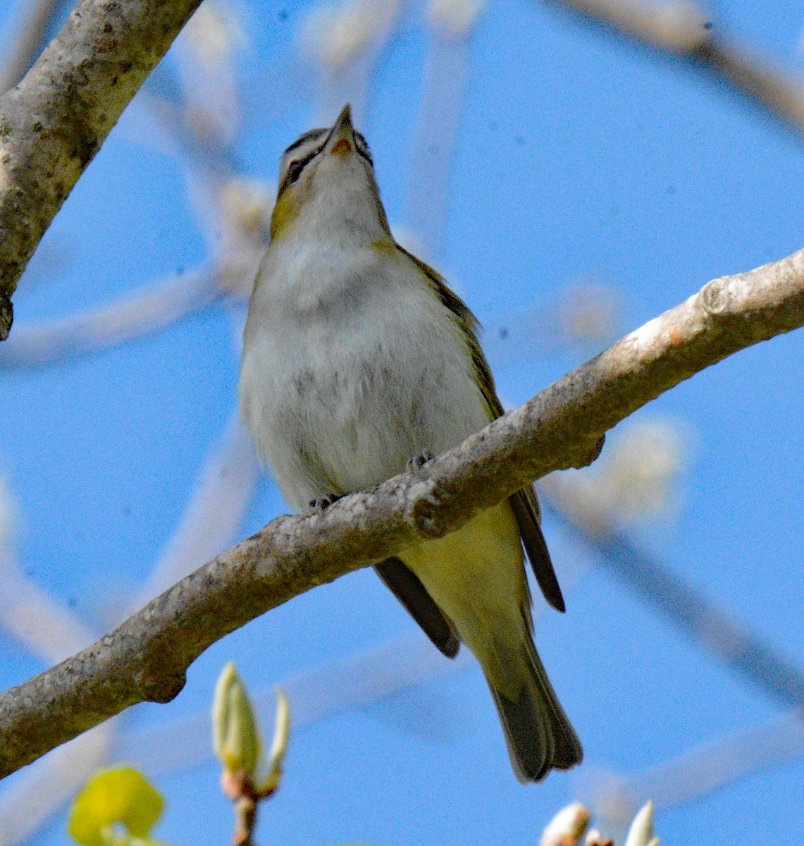 Red-eyed Vireo - Michael J Good