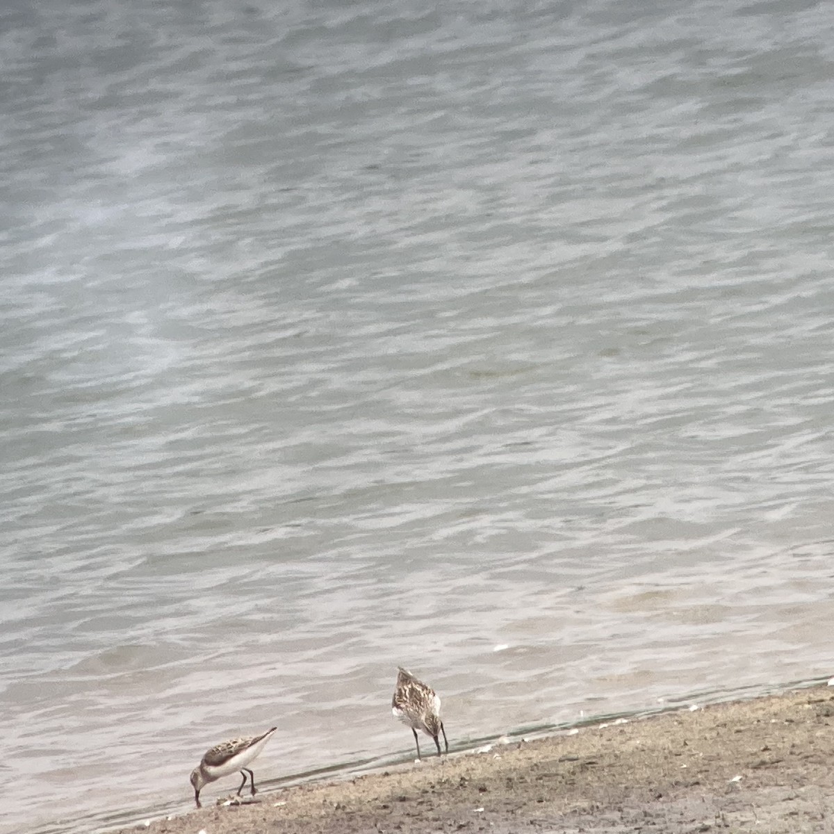 White-rumped Sandpiper - Guy Williams