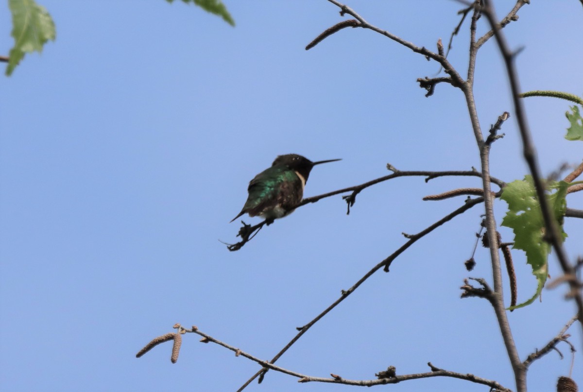Ruby-throated Hummingbird - ML619404526