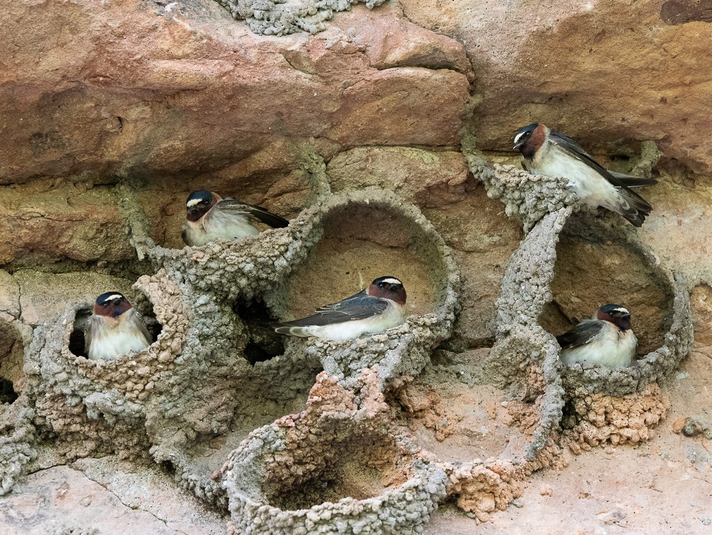 Cliff Swallow - Kevin Rutherford