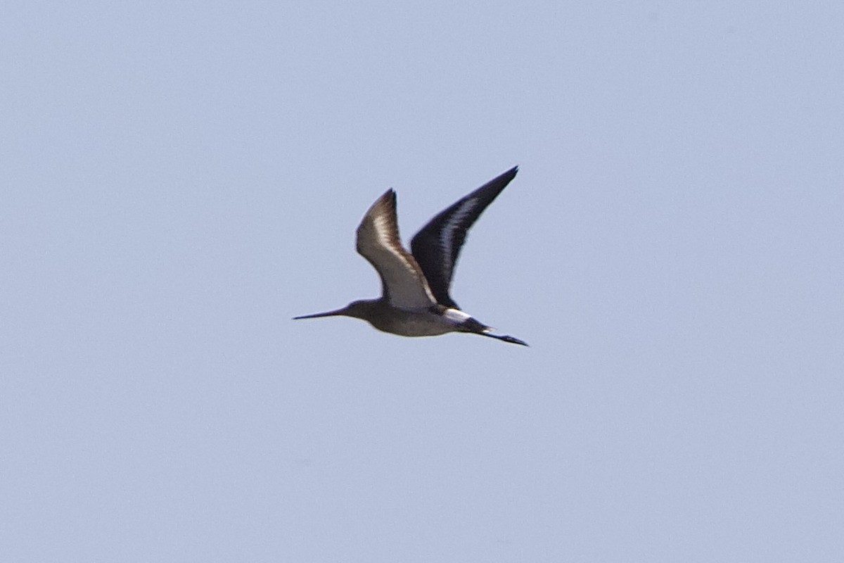 Black-tailed Godwit - ML619404536