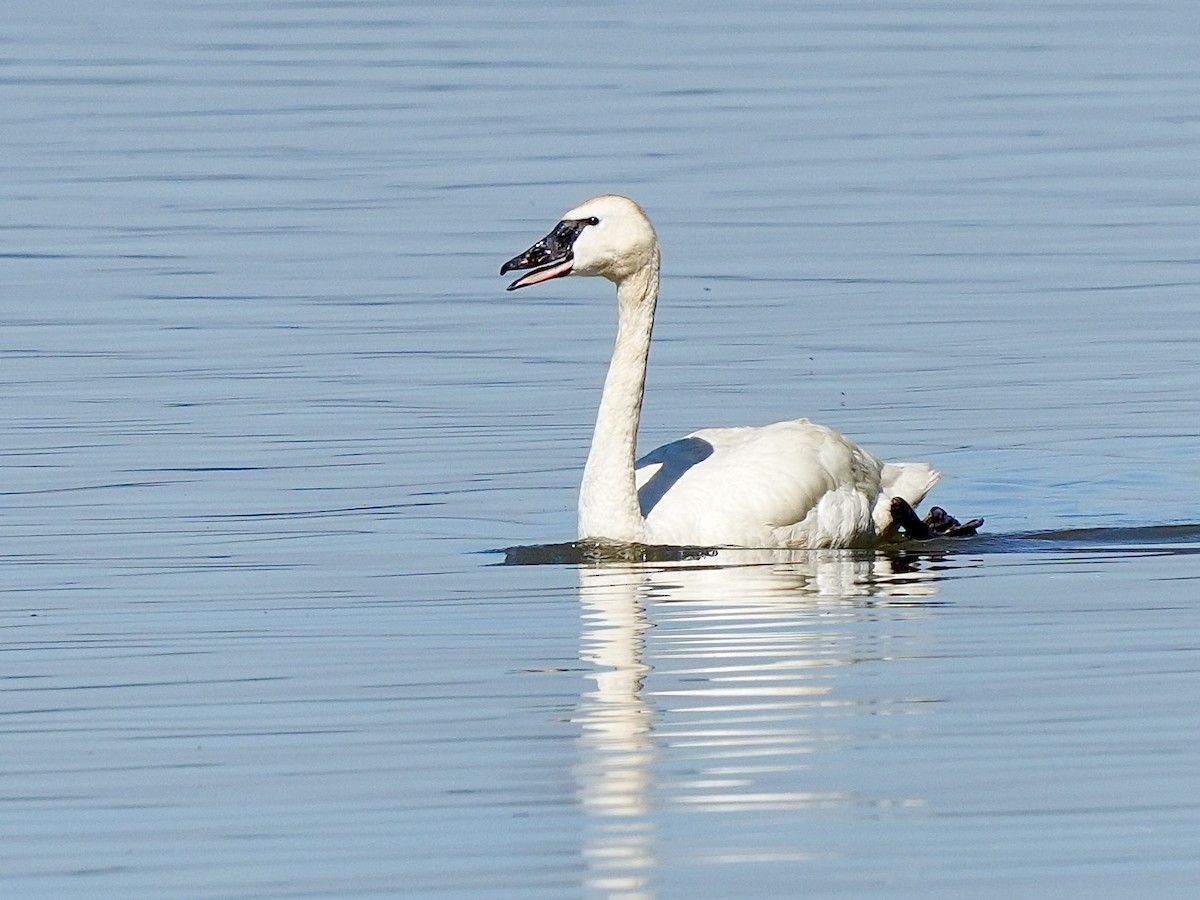 Tundra Swan - Stacy Rabinovitz