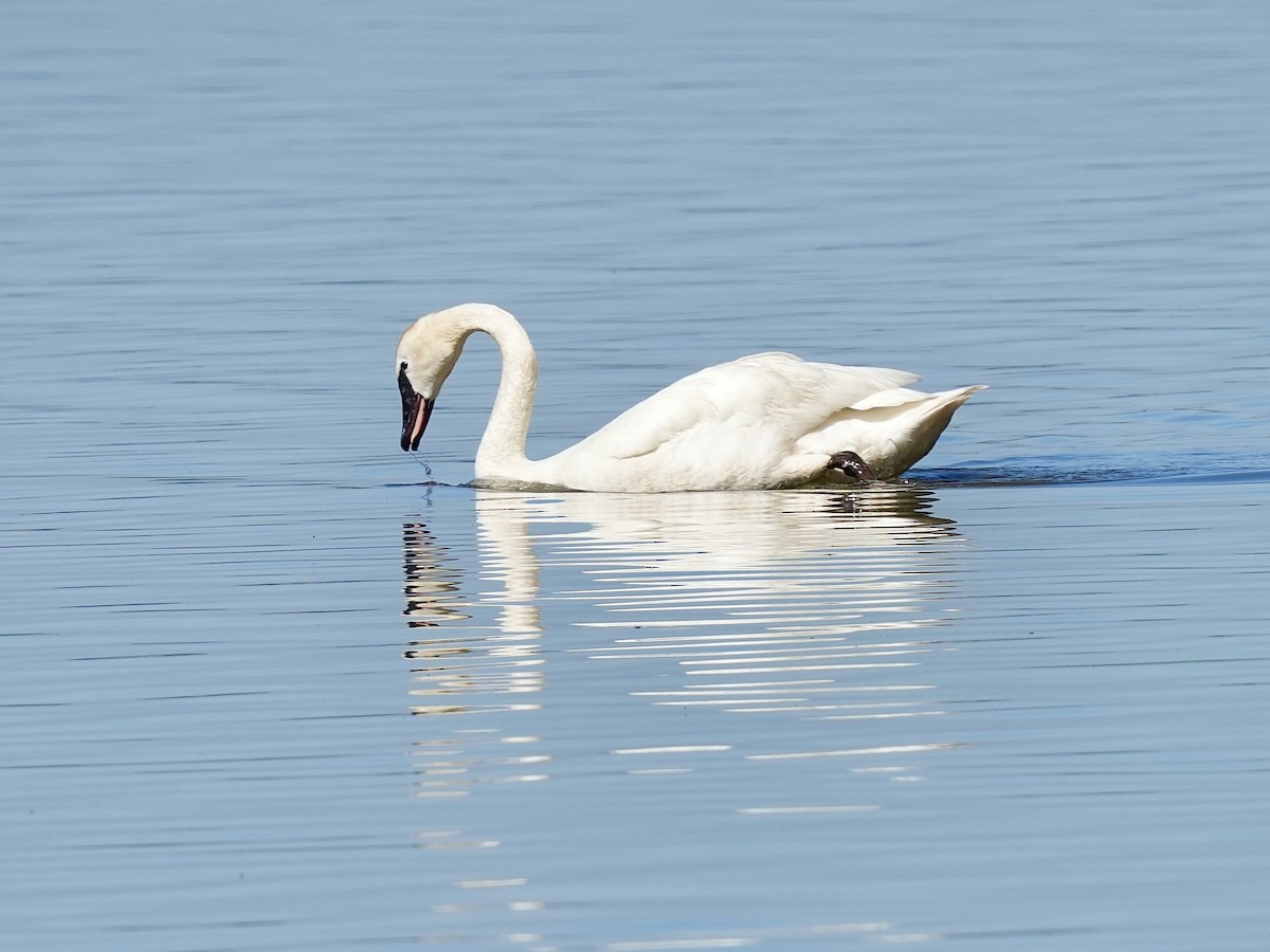 Tundra Swan - Stacy Rabinovitz