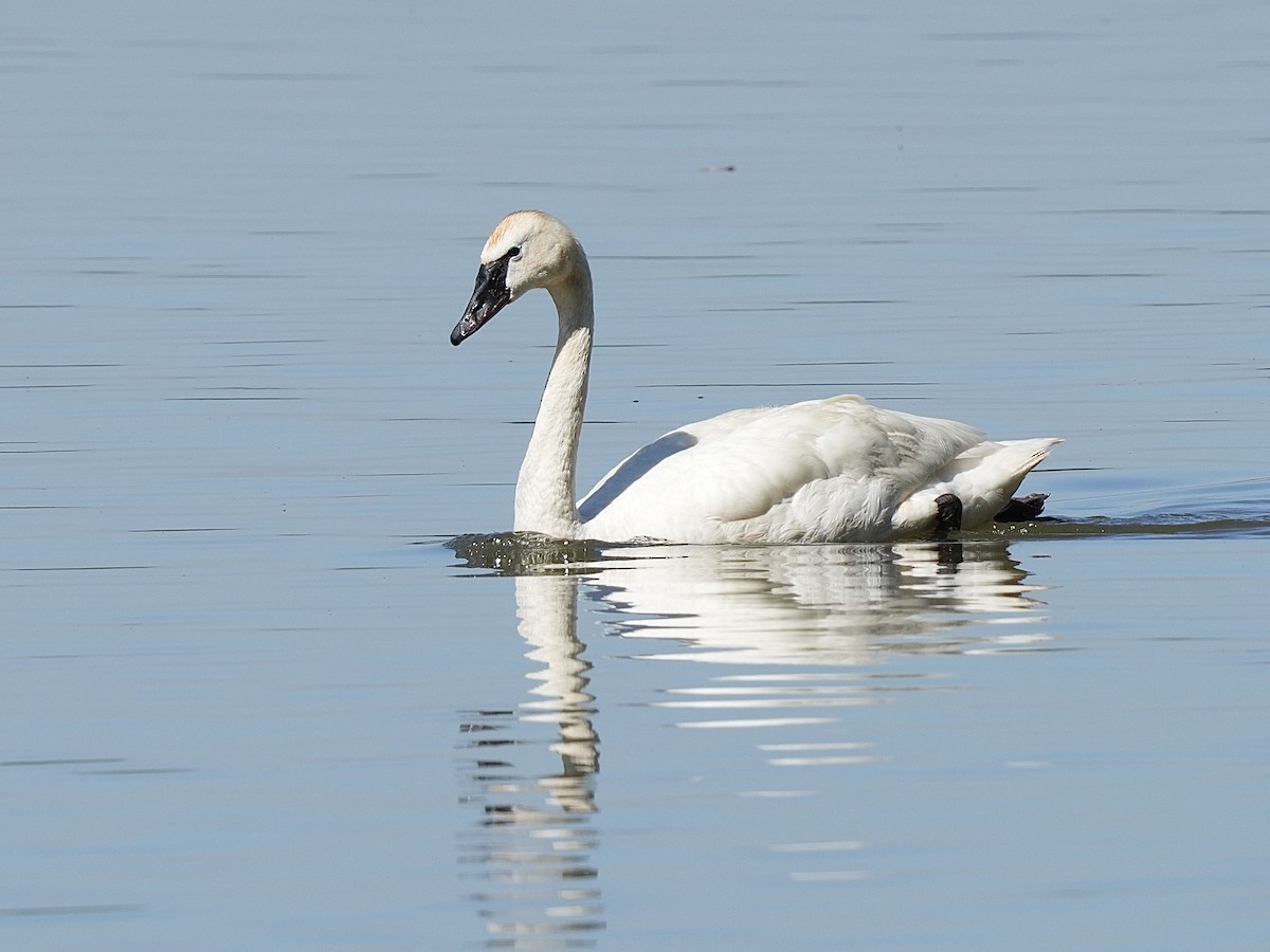 Tundra Swan - ML619404540