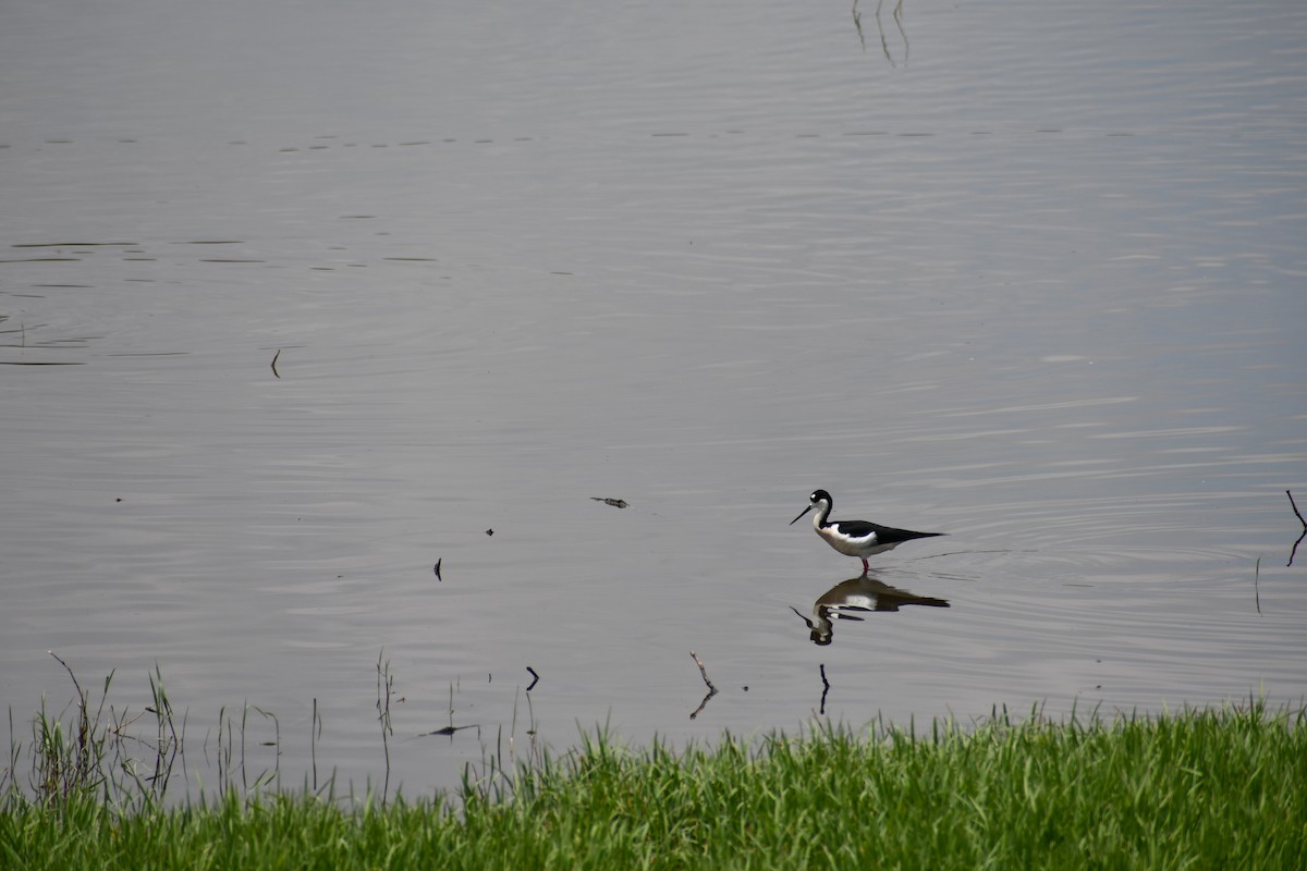 Black-necked Stilt (Black-necked) - MelodyandMonty Huffman