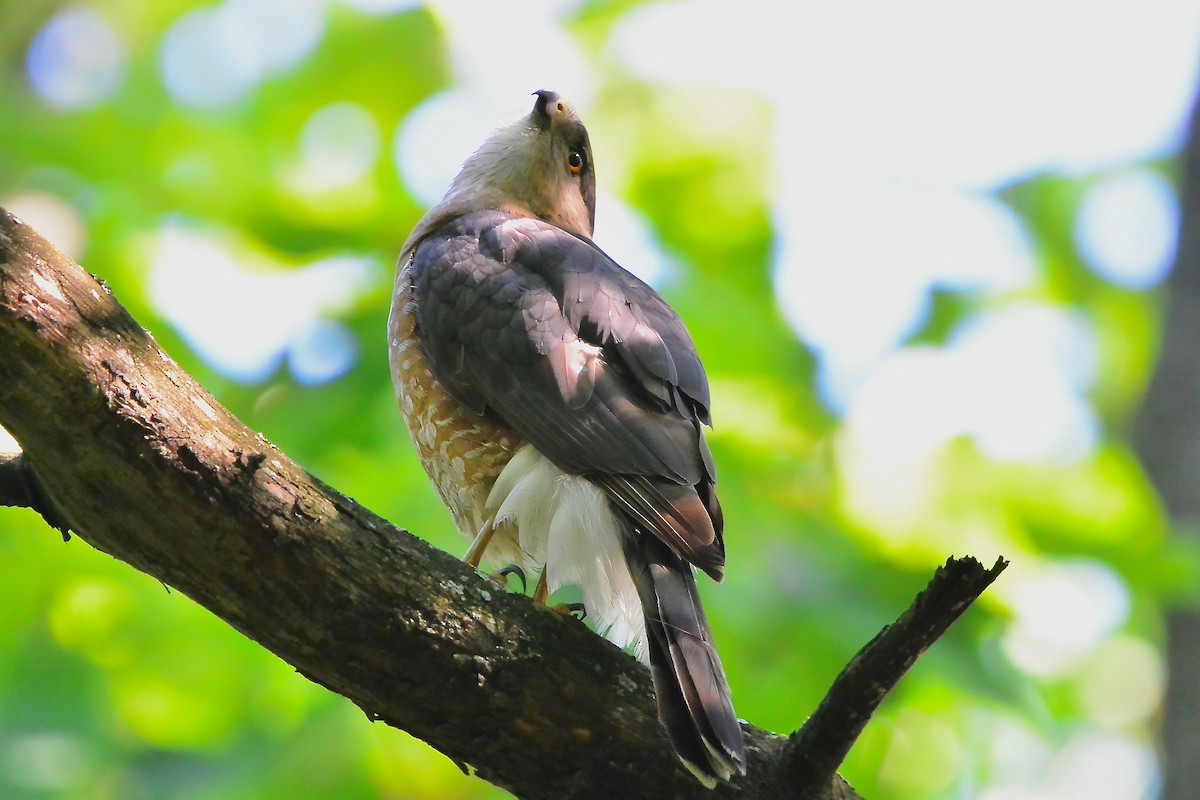 Cooper's Hawk - Seth Honig