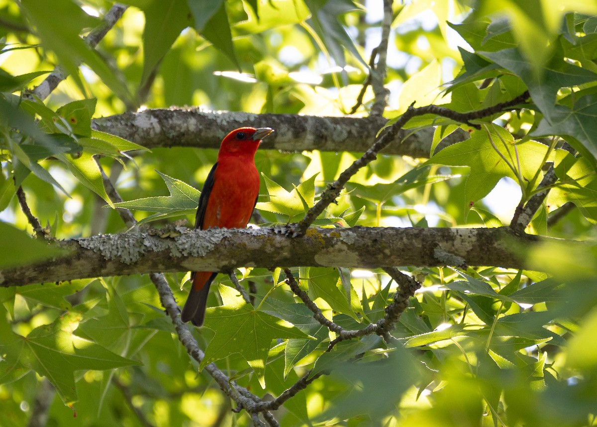 Scarlet Tanager - ML619404552
