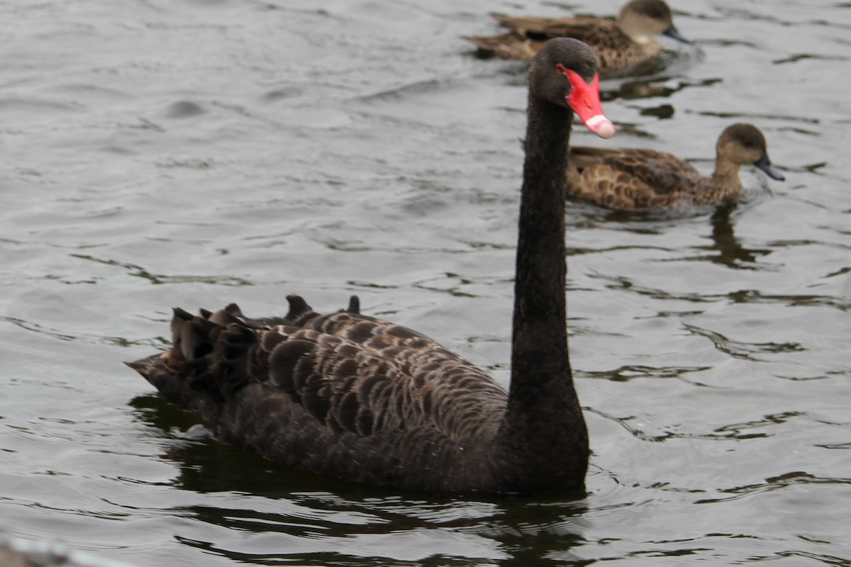 Black Swan - NICOLINO DALFONSO