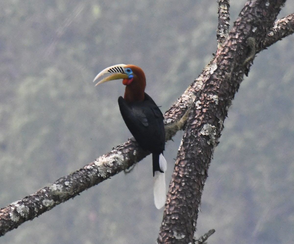 Rufous-necked Hornbill - Noreen Weeden