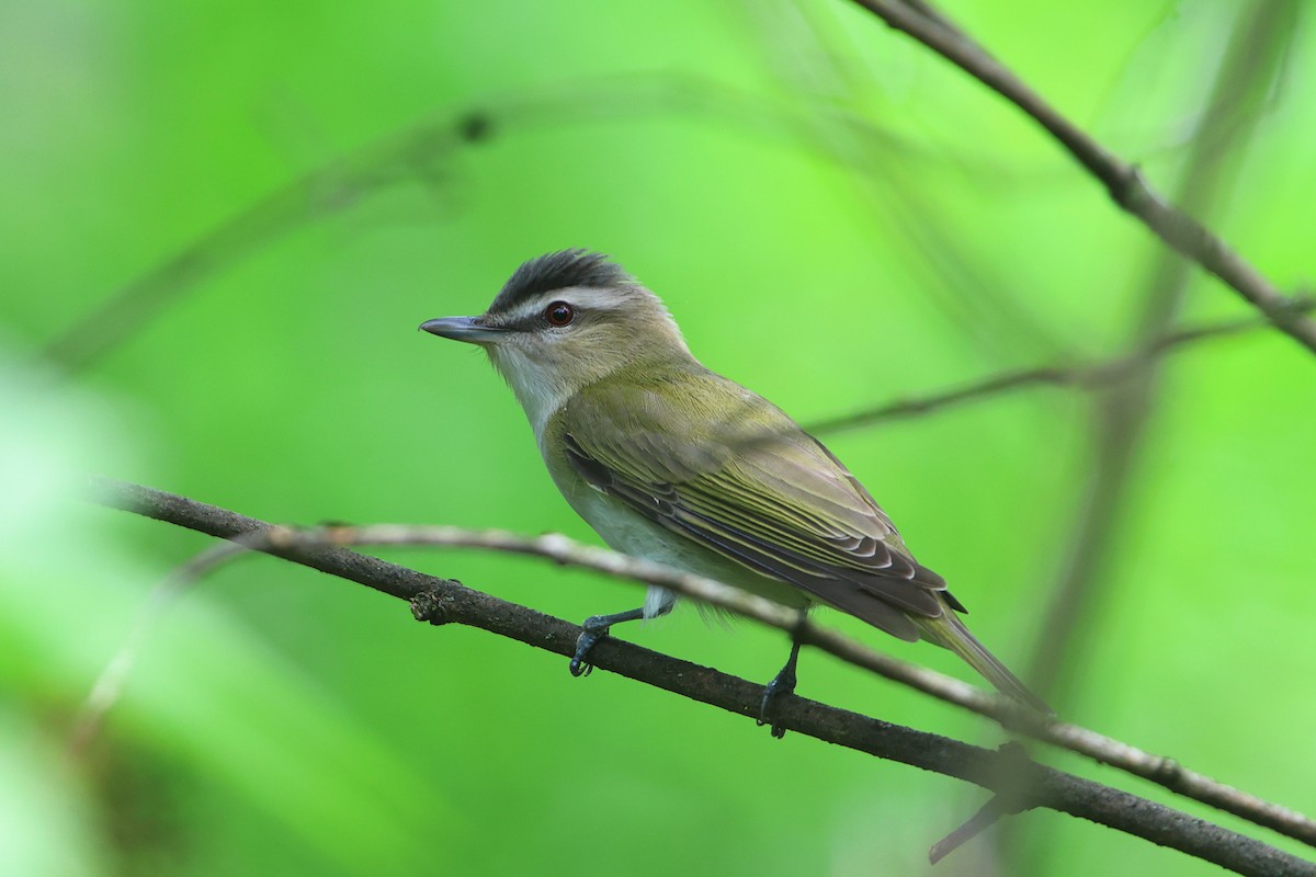 Red-eyed Vireo - Gang Wu