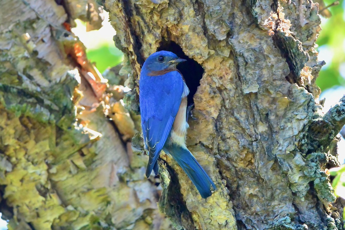 Eastern Bluebird - Seth Honig