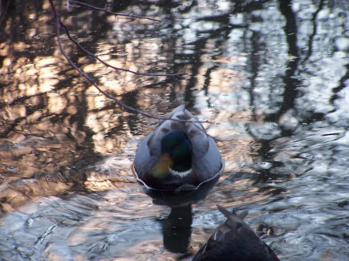 Mallard - Jonathan Saluone, Junior