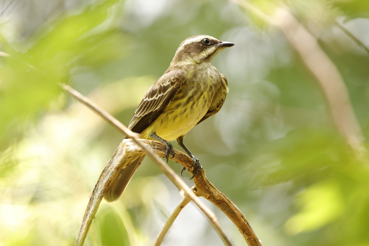 Piratic Flycatcher - ML619404596