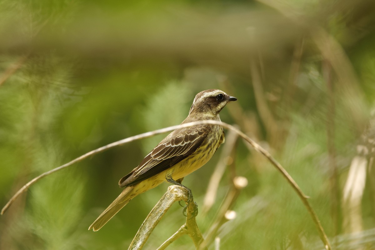 Piratic Flycatcher - ML619404597