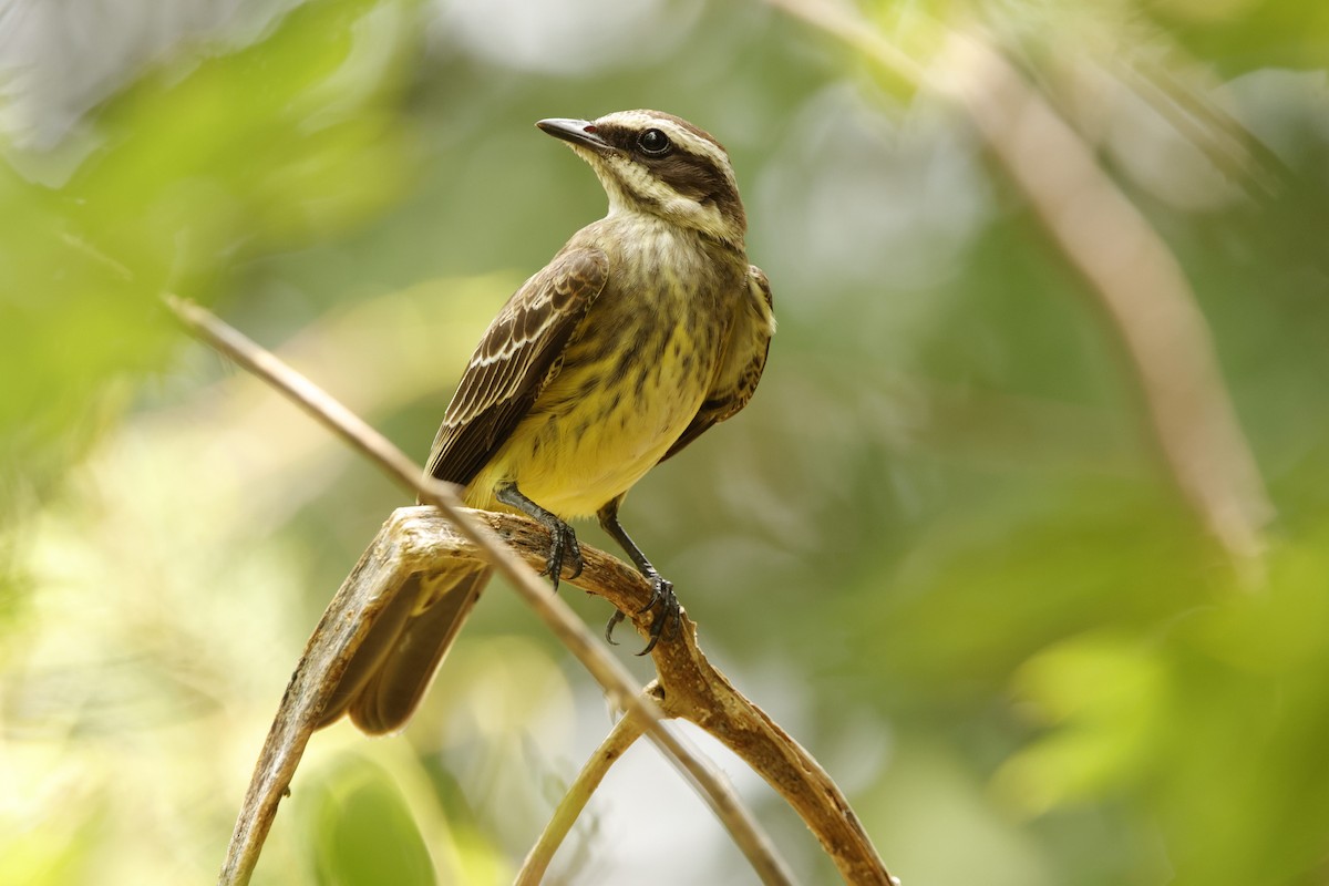 Piratic Flycatcher - ML619404599
