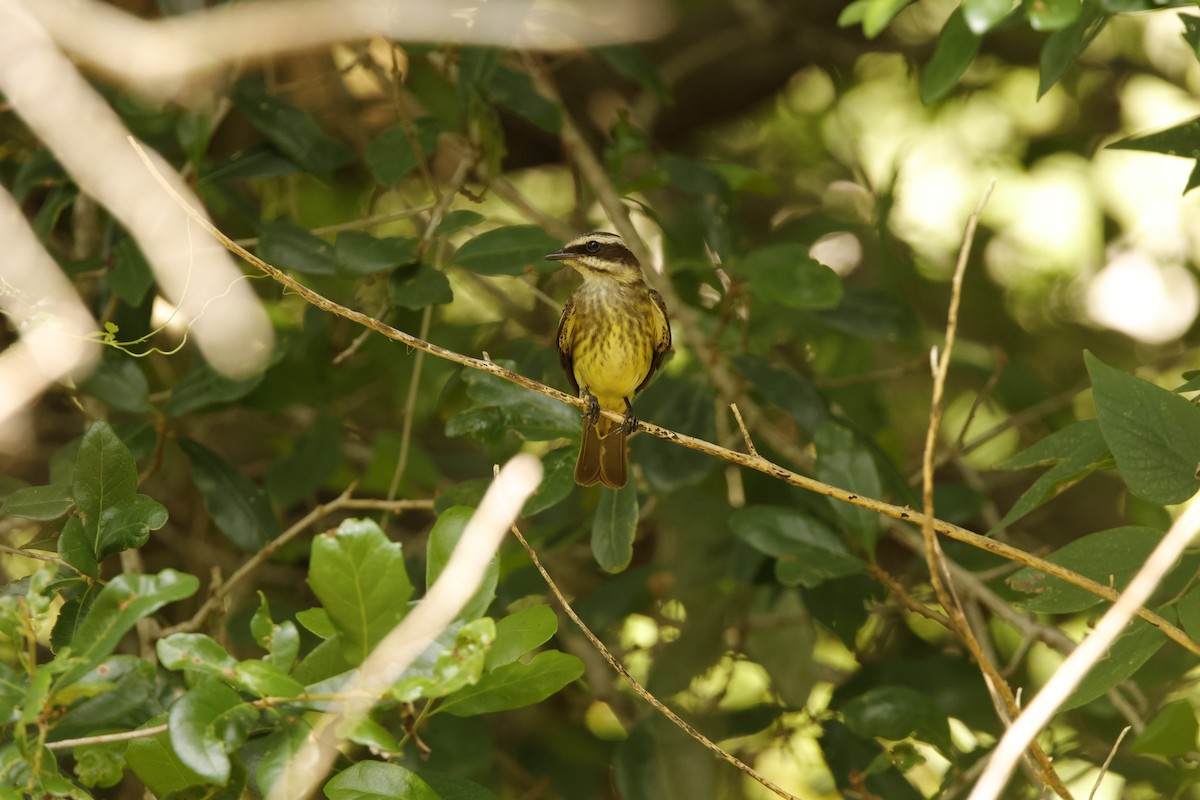 Piratic Flycatcher - ML619404600
